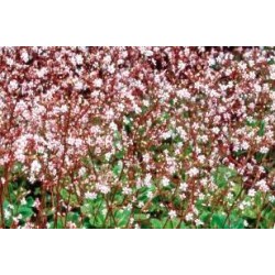 SAXIFRAGA urbium FF C0.65L