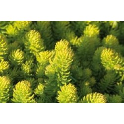 SEDUM rupestre 'Aureum' FF...