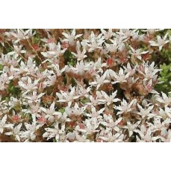 SEDUM monregalense FF C0.65L