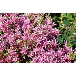 SEDUM spurium 'Album' FF...