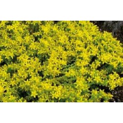 SEDUM acre FF C0.65L