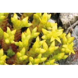 SEDUM acre 'Aureum' FF C0.65L