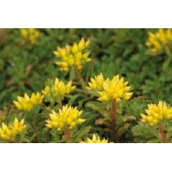 SEDUM floriferum...