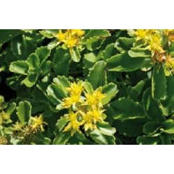 SEDUM kamtschaticum FF C0.65L