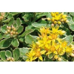 SEDUM kamtschaticum...