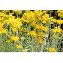 SEDUM rupestre FF C0.65L