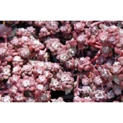 SEDUM spathulifolium...