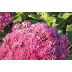 SEDUM spectabile...