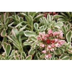 SEDUM spurium 'Tricolor' FF...