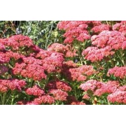 SEDUM telephium 'Autumn...
