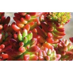 SEDUM rubrotinctum 'Aurora'...