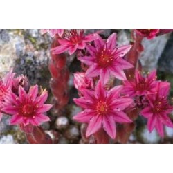 SEMPERVIVUM arachnoideum FF...