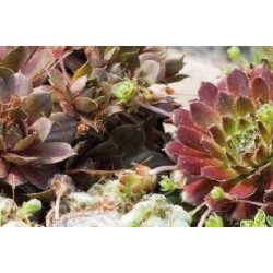 SEMPERVIVUM FF C0.65L