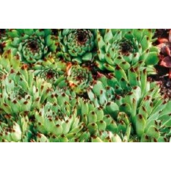 SEMPERVIVUM calcareum FF...