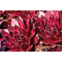 SEMPERVIVUM 'Red Rubin' FF...