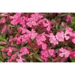 SILENE schafta FF C0.65L