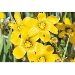 SISYRINCHIUM californicum...