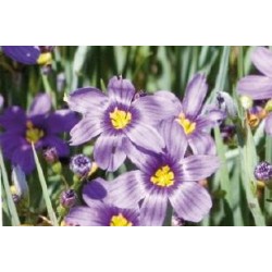 SISYRINCHIUM montanum FF...