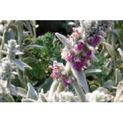 STACHYS byzantina FF C0.65L