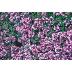 THYM praecox 'Minor' FF C0.65L