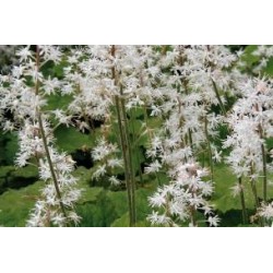 TIARELLA cordifolia FF C0.65L