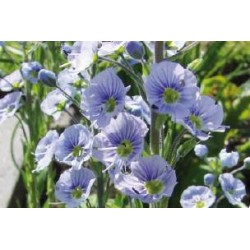 VERONICA gentianoides FF...