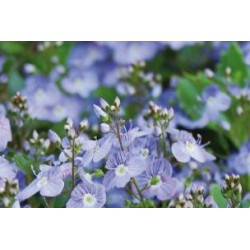 VERONICA prostrata FF C0.65L
