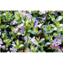 VINCA major FF C0.65L
