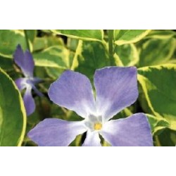 VINCA major 'Variegata' FF...