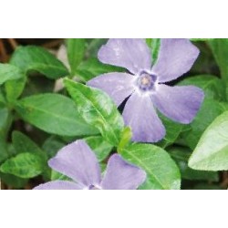 VINCA minor FF C0.65L