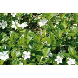 VINCA minor 'Alba' FF C0.65L