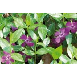 VINCA minor 'Atropurpurea'...