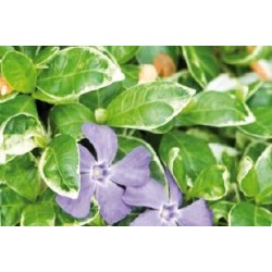 VINCA minor...