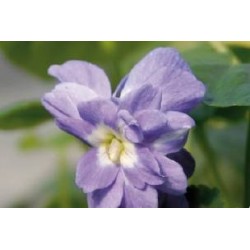 VIOLA odorata 'Parme de...