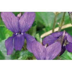 VIOLA odorata 'Queen...