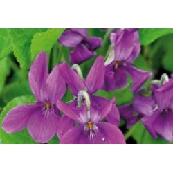 VIOLA odorata 'Coeur...