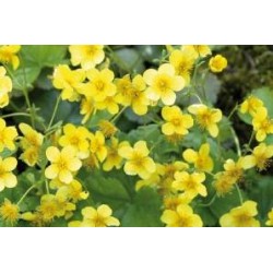 WALDSTEINIA ternata FF C0.65L