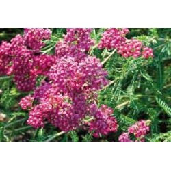 ACHILLEA millefolium...