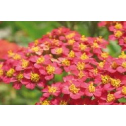 ACHILLEA millefolium 'Red...