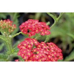 ACHILLEA millefolium...