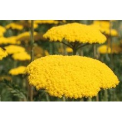 ACHILLEA filipendulina FF...