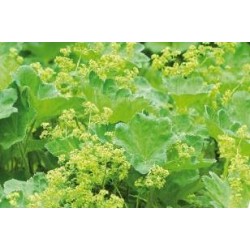 ALCHEMILLA mollis FF C0.65L