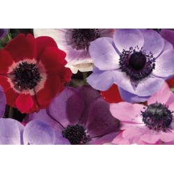 ANEMONE de Caen FF C0.65L