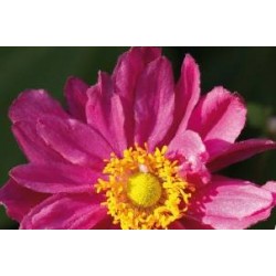 ANEMONE hupehensis 'Pamina'...
