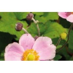 ANEMONE hupehensis...