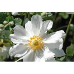 ANEMONE hupehensis...