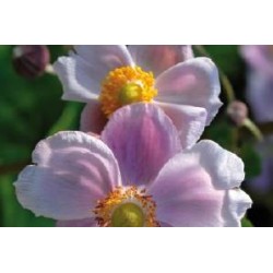 ANEMONE hupehensis...