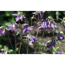 AQUILEGIA alpina FF C0.65L
