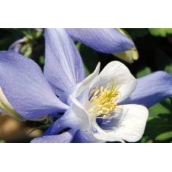AQUILEGIA caerulea 'Blue...