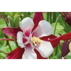 AQUILEGIA caerulea 'Crimson...